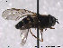  (Dasysyrphus friuliensis - NorSy305)  @11 [ ] CreativeCommons - Attribution Non-Commercial Share-Alike (2012) NTNU Museum of Natural History and Archaeology NTNU Museum of Natural History and Archaeology