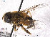  (Eristalis lineata - NorSy317)  @11 [ ] CreativeCommons - Attribution Non-Commercial Share-Alike (2012) NTNU Museum of Natural History and Archaeology NTNU Museum of Natural History and Archaeology