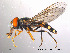  (Platycheirus peltatus - NorSy76)  @15 [ ] CreativeCommons - Attribution Non-Commercial Share-Alike (2012) NTNU Museum of Natural History and Archaeology NTNU Museum of Natural History and Archaeology