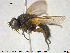  ( - NOTAC268)  @11 [ ] CreativeCommons - Attribution Non-Commercial Share-Alike (2015) NTNU University Museum, Department of Natural History NTNU University Museum, Department of Natural History