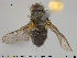  (Actia nigroscutellata - NOTAC073)  @13 [ ] CreativeCommons - Attribution Non-Commercial Share-Alike (2015) NTNU University Museum, Department of Natural History NTNU University Museum, Department of Natural History
