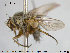  (Ceranthia - NOTAC084)  @14 [ ] CreativeCommons - Attribution Non-Commercial Share-Alike (2015) NTNU University Museum, Department of Natural History NTNU University Museum, Department of Natural History