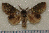  (Stauropus sikkimensis - dc026)  @13 [ ] Unspecified (default): All Rights Reserved  Unspecified Unspecified