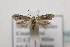  ( - BC ZSM Lep 107077)  @13 [ ] CreativeCommons - Attribution Non-Commercial Share-Alike (2019) SNSB, Staatliche Naturwissenschaftliche Sammlungen Bayerns ZSM (SNSB, Zoologische Staatssammlung Muenchen)