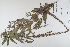  (Lythrum salicaria - CP0012326)  @11 [ ] CreativeCommons  Attribution Non-Commercial No Derivatives (2022) Herbarium C Natural History Museum of Denmark