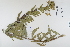  (Oenothera biennis - CP0012336)  @11 [ ] CreativeCommons  Attribution Non-Commercial No Derivatives (2022) Herbarium C Natural History Museum of Denmark