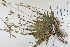  (Plantago lanceolata - CP0012352)  @11 [ ] CreativeCommons  Attribution Non-Commercial No Derivatives (2022) Herbarium C Natural History Museum of Denmark