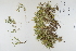  (Isolepis fluitans - CP0012355)  @11 [ ] CreativeCommons  Attribution Non-Commercial No Derivatives (2022) Herbarium C Natural History Museum of Denmark