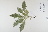  (Knautia arvensis - CP0012405)  @11 [ ] CreativeCommons  Attribution Non-Commercial No Derivatives (2023) Herbarium C Natural History Museum of Denmark