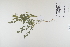  (Lathyrus pratensis - CP0012409)  @11 [ ] CreativeCommons  Attribution Non-Commercial No Derivatives (2023) Herbarium C Natural History Museum of Denmark