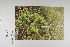  ( - CP0012437)  @11 [ ] CreativeCommons  Attribution Non-Commercial No Derivatives (2022) Herbarium C Natural History Museum of Denmark