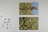  (Dactylorhiza maculata - CP0012444)  @11 [ ] CreativeCommons  Attribution Non-Commercial No Derivatives (2022) Herbarium C Natural History Museum of Denmark