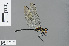  (Trithemis apicalis - RMNH.INS.502335)  @14 [ ] CreativeCommons - Attribution Non-Commercial Share-Alike (2013) Unspecified Naturalis Biodiversity Center