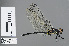  (Trithemis osvaldae - RMNH.INS.502570)  @14 [ ] CreativeCommons - Attribution Non-Commercial Share-Alike (2013) Unspecified Naturalis Biodiversity Center