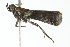  (Assara leucarma - 09-NSWHH-1689)  @14 [ ] CreativeCommons - Attribution (2010) Unspecified Centre for Biodiversity Genomics