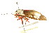  ( - BIOUG00912-F03)  @12 [ ] CreativeCommons - Attribution (2011) CBG Photography Group Centre for Biodiversity Genomics