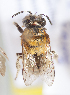  (Rhynchocolletes sp - CCDB-30345 A06)  @11 [ ] CreativeCommons - Attribution (2016) Laurence Packer York University