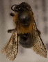  (Colletes sp. 4 - CCDB-22009 F06)  @11 [ ] CreativeCommons - Attribution (2015) Laurence Packer York University