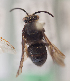  (Colletes rugicollis - CCDB-30344 D05)  @11 [ ] CreativeCommons - Attribution (2015) Laurence Packer York University