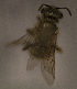  (Halictus tectus - CCDB-22015 E05)  @12 [ ] CreativeCommons - Attribution (2015) Laurence Packer York University