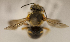  (Rhodanthidium sp - CCDB-22015 H06)  @11 [ ] CreativeCommons - Attribution (2015) Laurence Packer York University