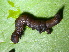  (Platyja sp. AAL8431 - NUMCATCR0199)  @13 [ ] CreativeCommons - Attribution Non-Commercial Share-Alike (2016) C. Redmond Czech Academy of Sciences