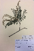  (Sophora chathamica - NZANG001)  @11 [ ] Copyright (2016) CEC Gemmill University of Waikato