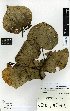  (Piper excelsum - NZANG121)  @11 [ ] Copyright (2016) Allan Herbarium, Landcare Research Lincoln, New Zealand Allan Herbarium, Landcare Research Lincoln, New Zealand