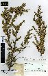  (Leptospermum - NZANG129)  @11 [ ] Copyright (2016) Allan Herbarium, Landcare Research Lincoln, New Zealand Allan Herbarium, Landcare Research Lincoln, New Zealand