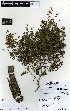  (Kunzea toelkenii - NZANG131)  @11 [ ] Copyright (2016) Allan Herbarium, Landcare Research Lincoln, New Zealand Allan Herbarium, Landcare Research Lincoln, New Zealand