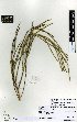  (Carmichaelia crassicaulis - NZANG136)  @11 [ ] Copyright (2016) Allan Herbarium, Landcare Research Lincoln, New Zealand Allan Herbarium, Landcare Research Lincoln, New Zealand