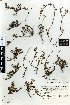  (Haloragis aspera - NZANG138)  @11 [ ] Copyright (2016) Allan Herbarium, Landcare Research Lincoln, New Zealand Allan Herbarium, Landcare Research Lincoln, New Zealand