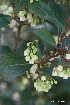  (Elaeocarpus hookerianus - NZANG168)  @11 [ ] Copyright (2023) Chrissen EC Gemmill University fo Waikato