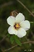  (Hibiscus richardsonii - NZANG180)  @11 [ ] Copyright (2035) Chrissen EC Gemmill University fo Waikato