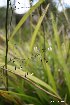  (Dianella Bream Head - NZANG181)  @11 [ ] Copyright (2036) Chrissen EC Gemmill University fo Waikato