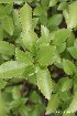  (Chloranthaceae - NZANG196)  @11 [ ] Copyright (2051) Chrissen EC Gemmill University fo Waikato