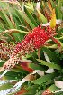  (Xeronema callistemon f. bracteosa - NZANG198)  @11 [ ] Copyright (2053) Chrissen EC Gemmill University fo Waikato