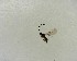  ( - NZAC03035474)  @11 [ ] No Rights Reserved (2022) Unspecified Landcare Research, New Zealand Arthropod Collection