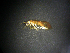  (Hydrobiosis umbripennis - NZT60)  @13 [ ] Copyright (2013) University of Waikato University of Waikato
