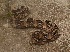  (Bitis gabonica - NZG338)  @11 [ ] CreativeCommons - Attribution Share-Alike (2019) Unspecified National Zoological Gardens of South Africa