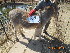  (Equus asinus - NZG080)  @11 [ ] CreativeCommons  Attribution Share-Alike (by-sa) (2014) National Zoological Gardens of South Africa (NZG) National Zoological Gardens of South Africa (NZG)