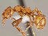 (Huberia striata - NZAC04037199)  @14 [ ] Copyright (2010) California Acad Sciences California Academy of Sciences