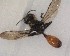  ( - NZAC03031305)  @11 [ ] No Rights Reserved (2020) Unspecified Landcare Research, New Zealand Arthropod Collection