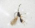  ( - NZAC03031394)  @11 [ ] No Rights Reserved (2020) Unspecified Landcare Research, New Zealand Arthropod Collection