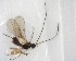  ( - NZAC03035130)  @11 [ ] No Rights Reserved (2020) Unspecified Landcare Research, New Zealand Arthropod Collection