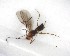  ( - NZAC03035136)  @11 [ ] No Rights Reserved (2020) Unspecified Landcare Research, New Zealand Arthropod Collection