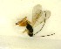  (Choeras helespas - NZAC03035144)  @11 [ ] No Rights Reserved (2020) Unspecified Landcare Research, New Zealand Arthropod Collection