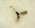  ( - NZAC03035162)  @11 [ ] No Rights Reserved (2020) Unspecified Landcare Research, New Zealand Arthropod Collection