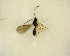  ( - NZAC03035174)  @11 [ ] No Rights Reserved (2020) Unspecified Landcare Research, New Zealand Arthropod Collection