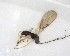  ( - NZAC03035195)  @11 [ ] No Rights Reserved (2020) Unspecified Landcare Research, New Zealand Arthropod Collection